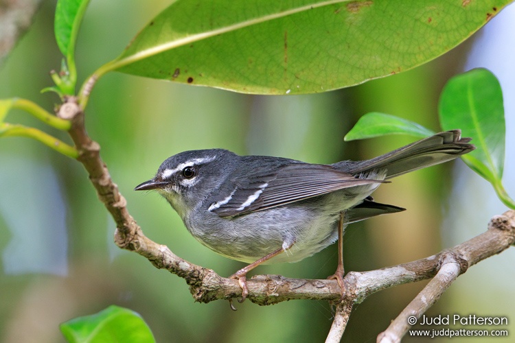 Plumbeous Warbler, Guadeloupe National Park, Guadeloupe